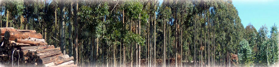 GRUPO DE MANEJO DE CERTIFICACION FORESTAL